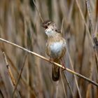 Rohrschwirl - Locustella luscinioides