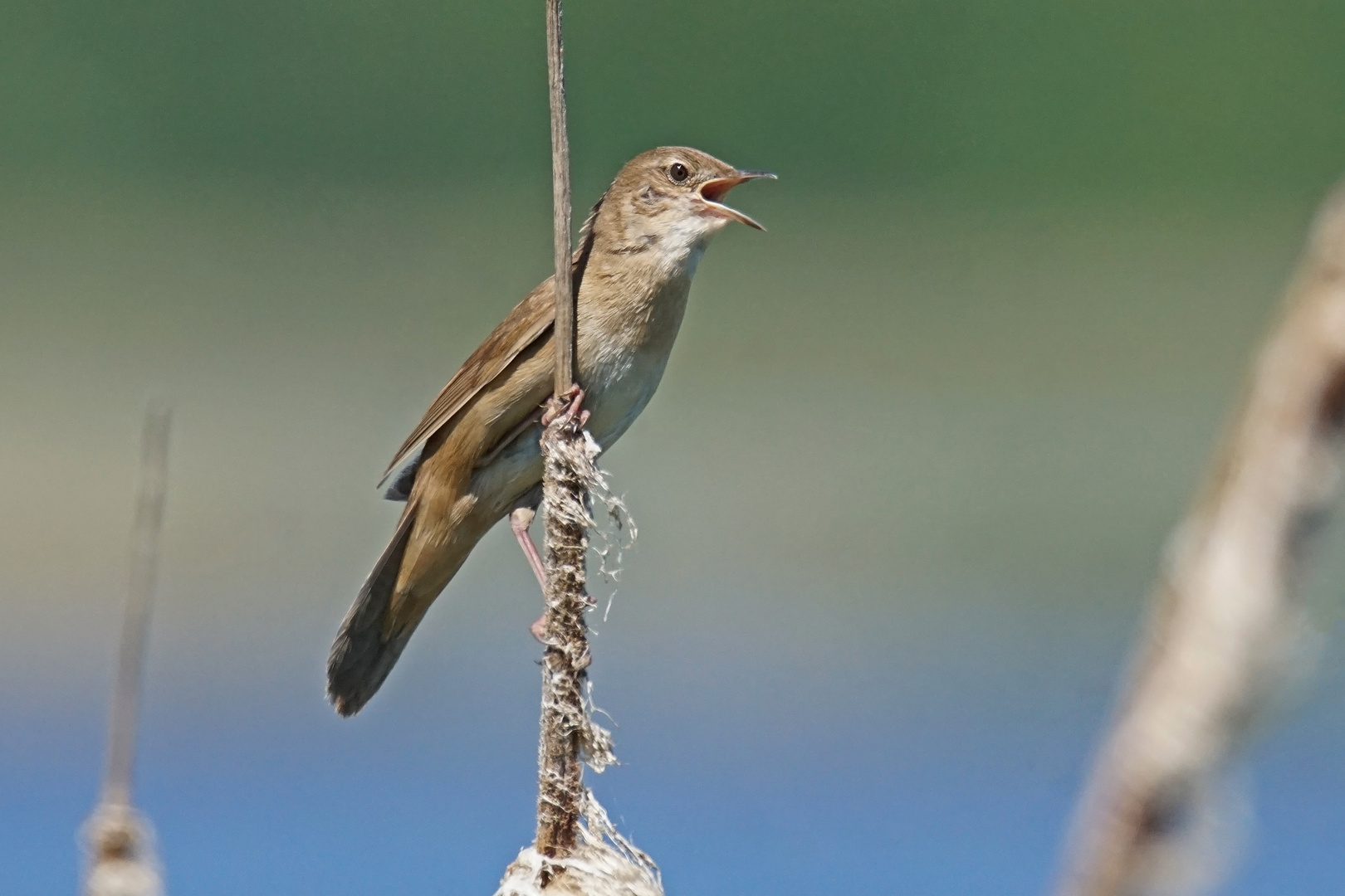 Rohrschwirl (Locustella luscinioides), Männchen