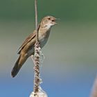 Rohrschwirl (Locustella luscinioides), Männchen