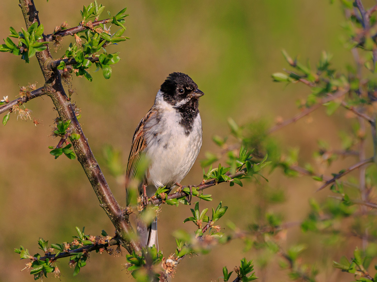 Rohrspatz