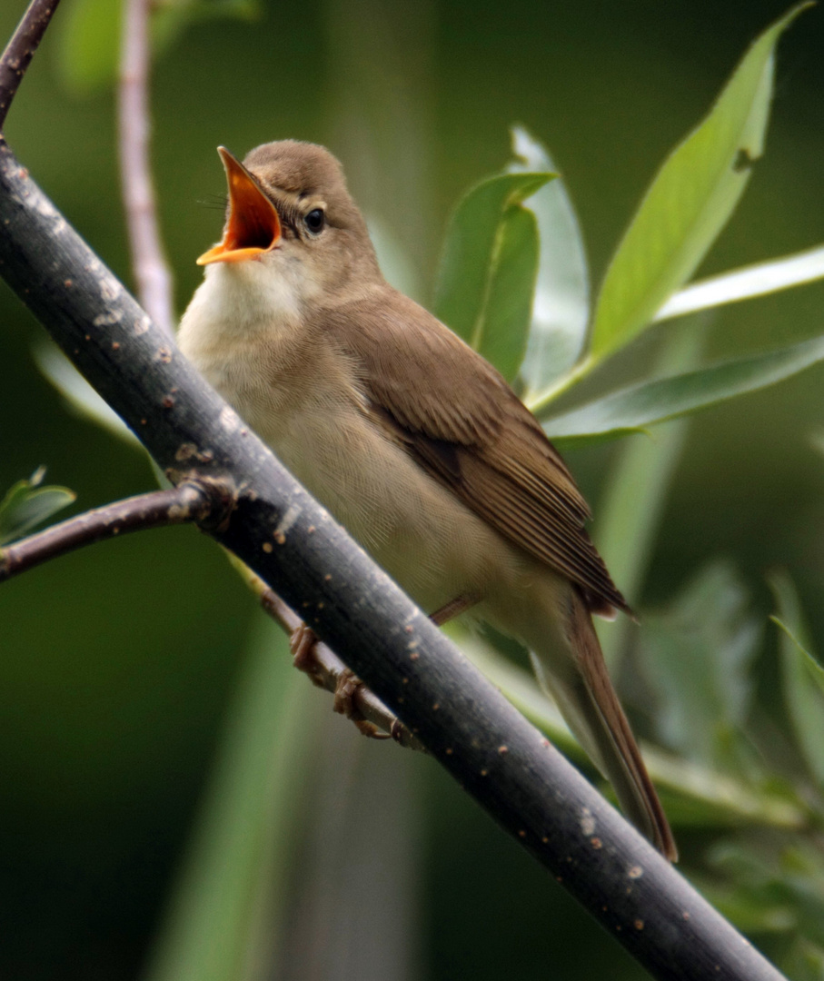 Rohrspatz