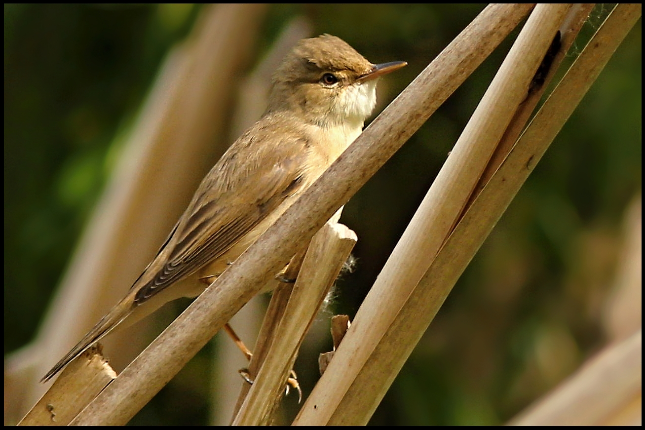 Rohrspatz