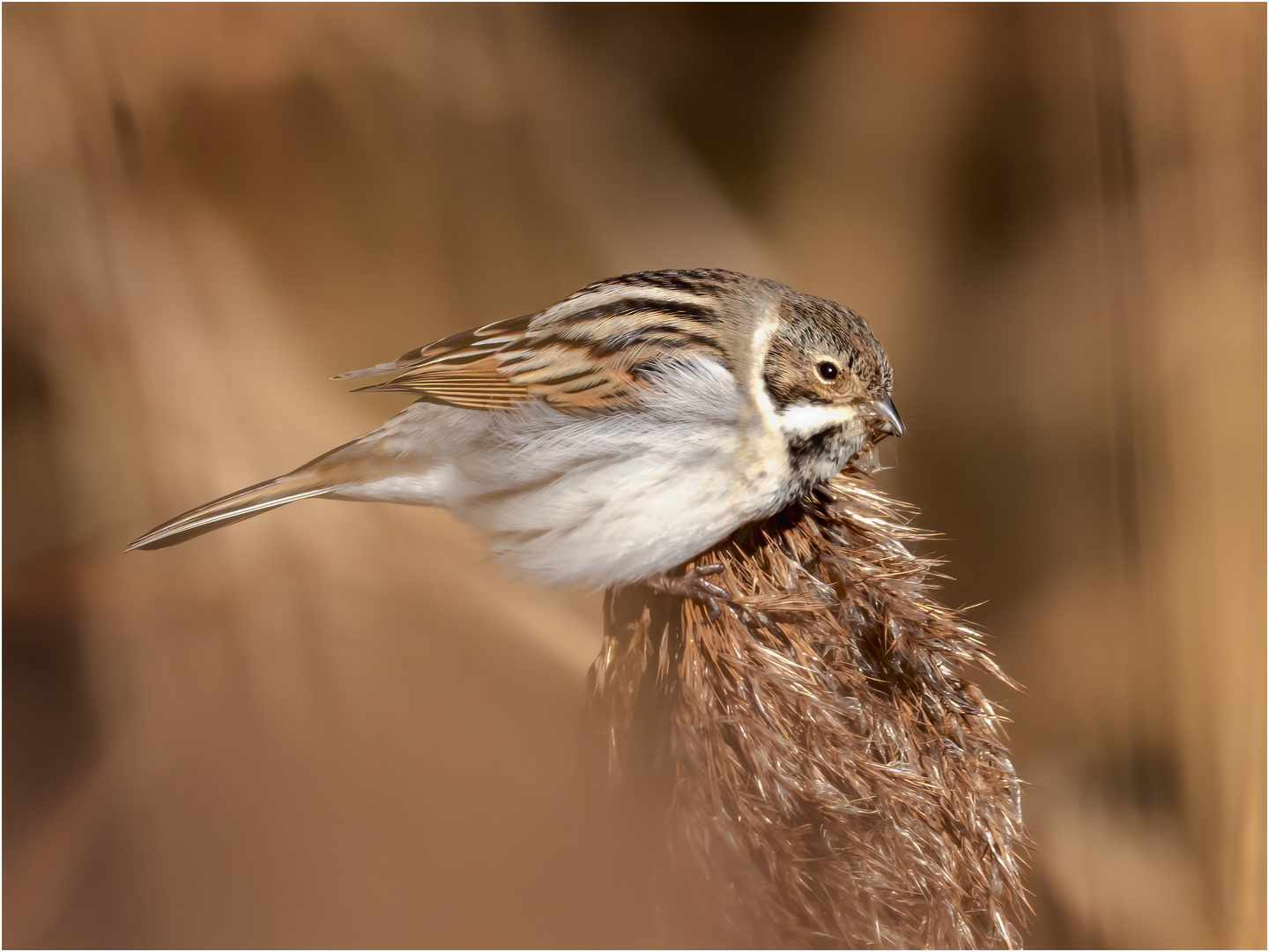 Rohrspatz