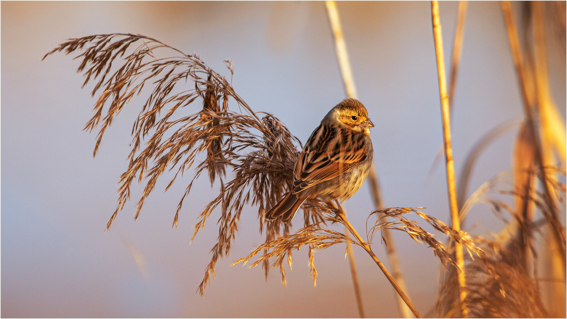 Rohrspatz in der Morgensonne