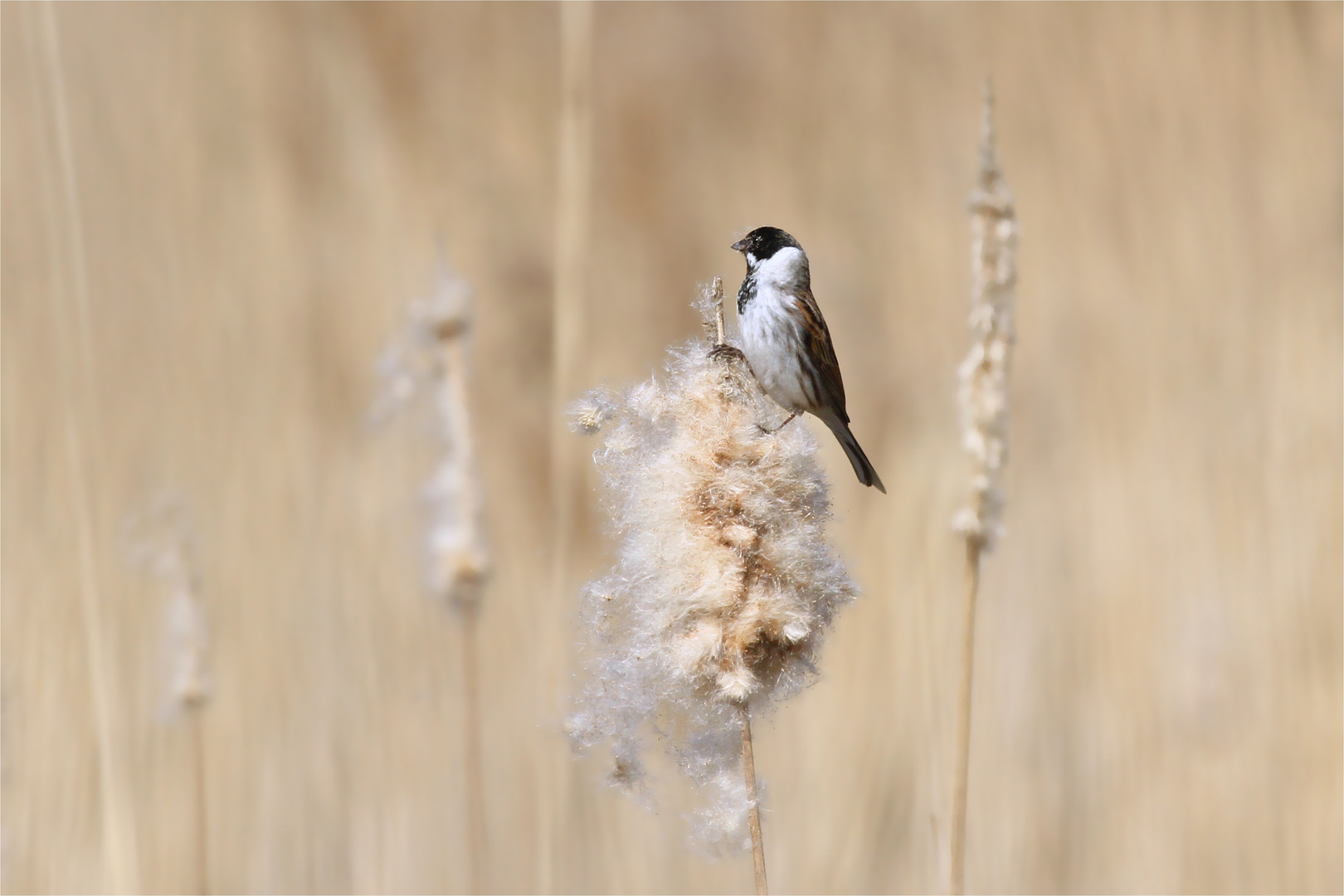 "Rohrspatz" - Rohrammer Männchen ( Emberiza schoeniclus)