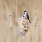 "Rohrspatz" - Rohrammer Männchen ( Emberiza schoeniclus)