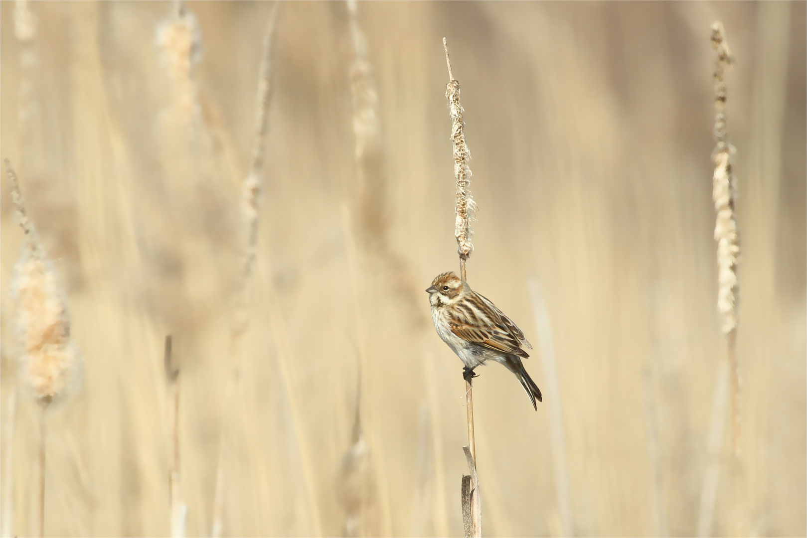 "Rohrspatz" - Rohrammer Weibchen ( Emberiza schoeniclus)