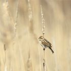 "Rohrspatz" - Rohrammer Weibchen ( Emberiza schoeniclus)