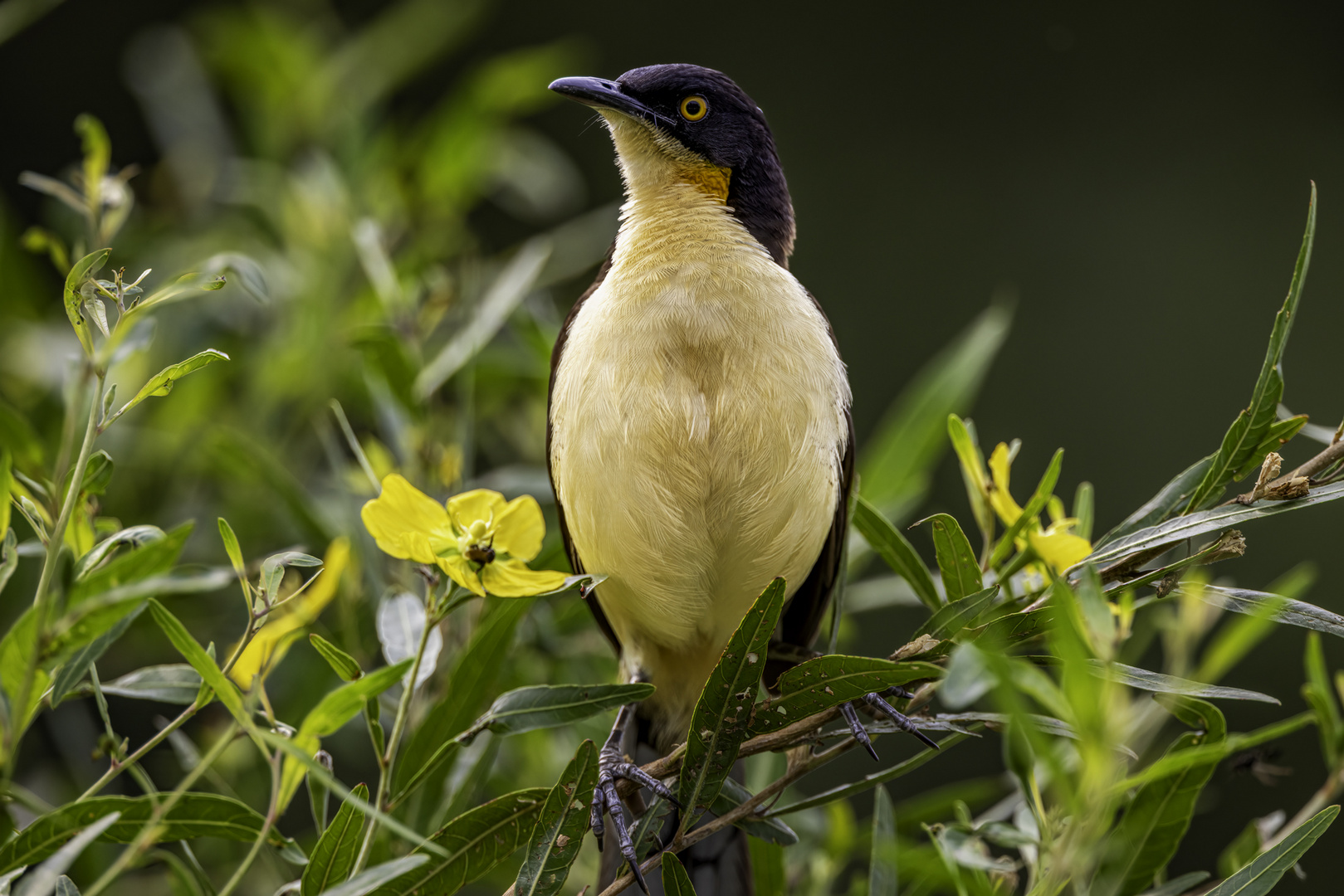 Rohrspötter (Black-capped Donacobius)