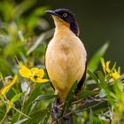 Rohrspötter (Black-capped Donacobius)