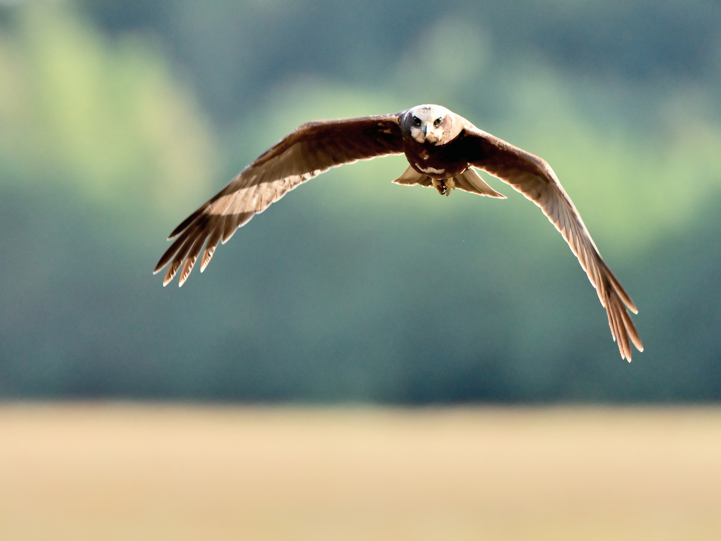 Rohrweihe auf Beuteflug