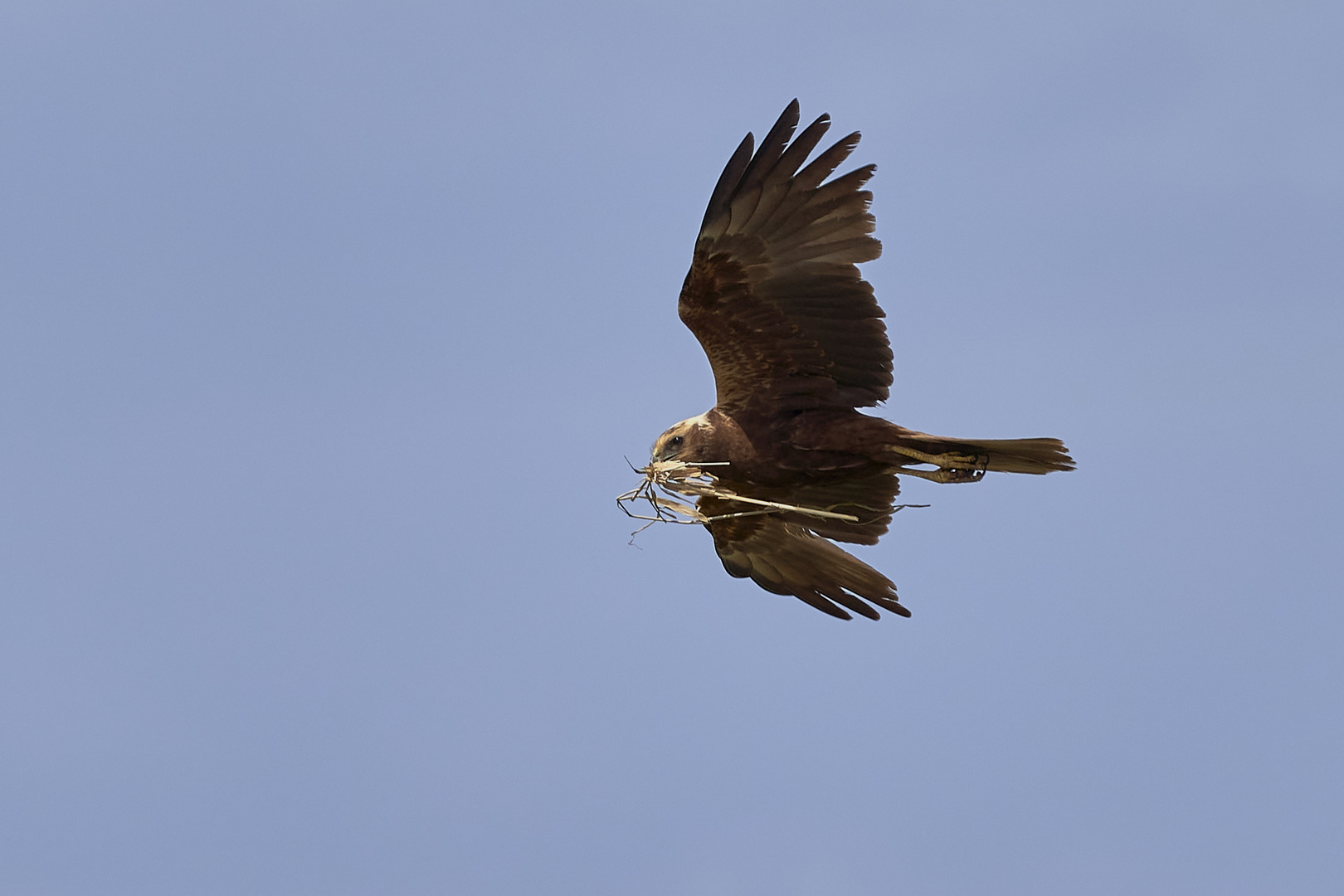 Rohrweihe auf dem Weg zum Nest