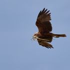 Rohrweihe auf dem Weg zum Nest