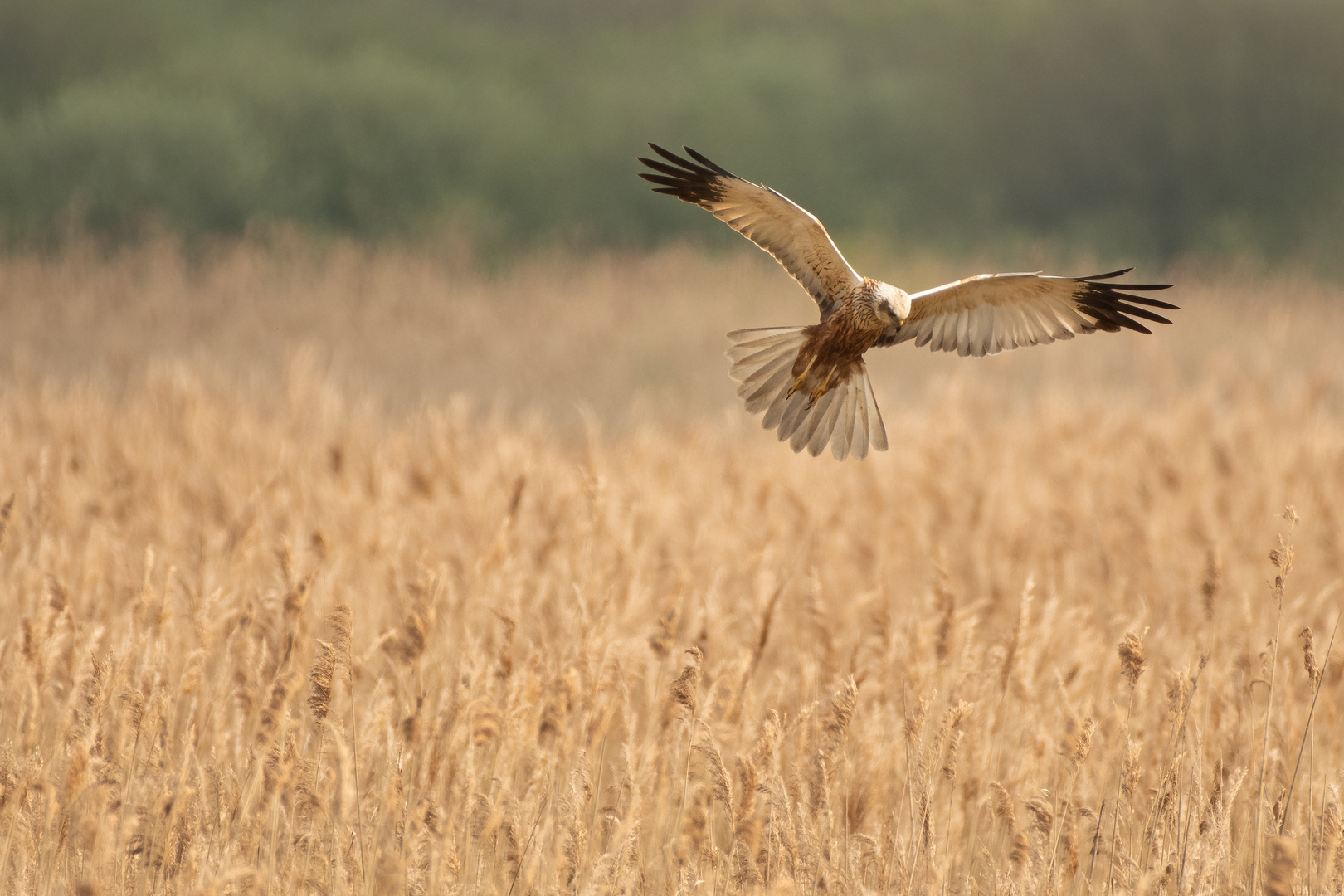 Rohrweihe auf der Jagd.