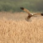 Rohrweihe auf der Jagd.