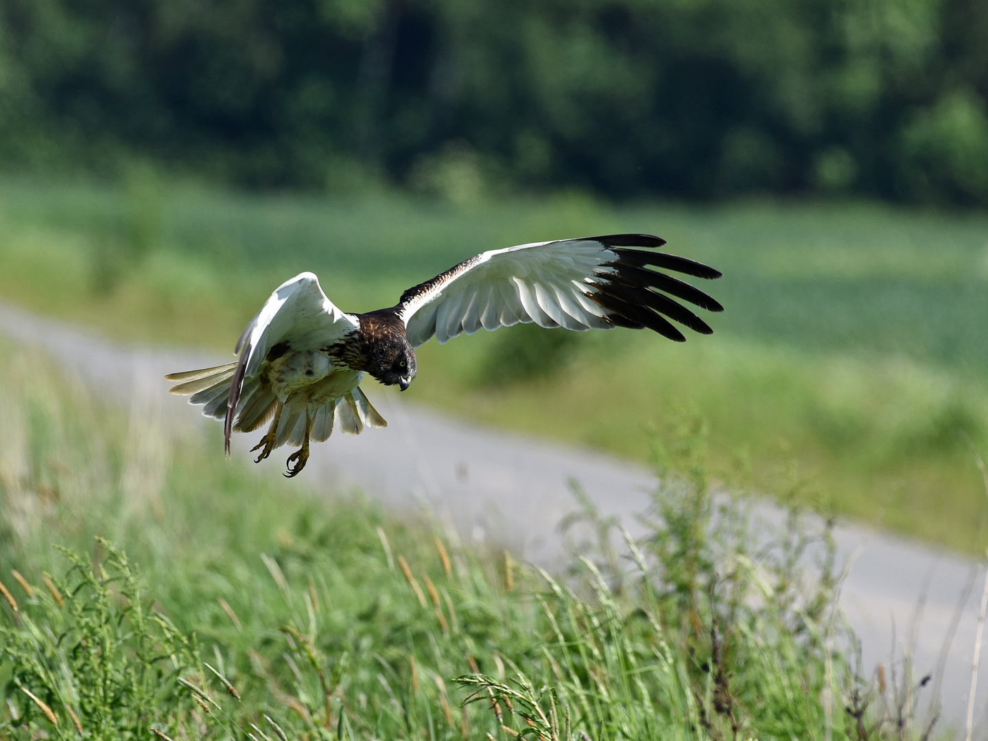 Rohrweihe auf der Jagd