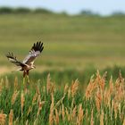 Rohrweihe auf Futtersuche