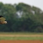 Rohrweihe auf Futtersuche