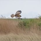 Rohrweihe auf Jagd   . . .