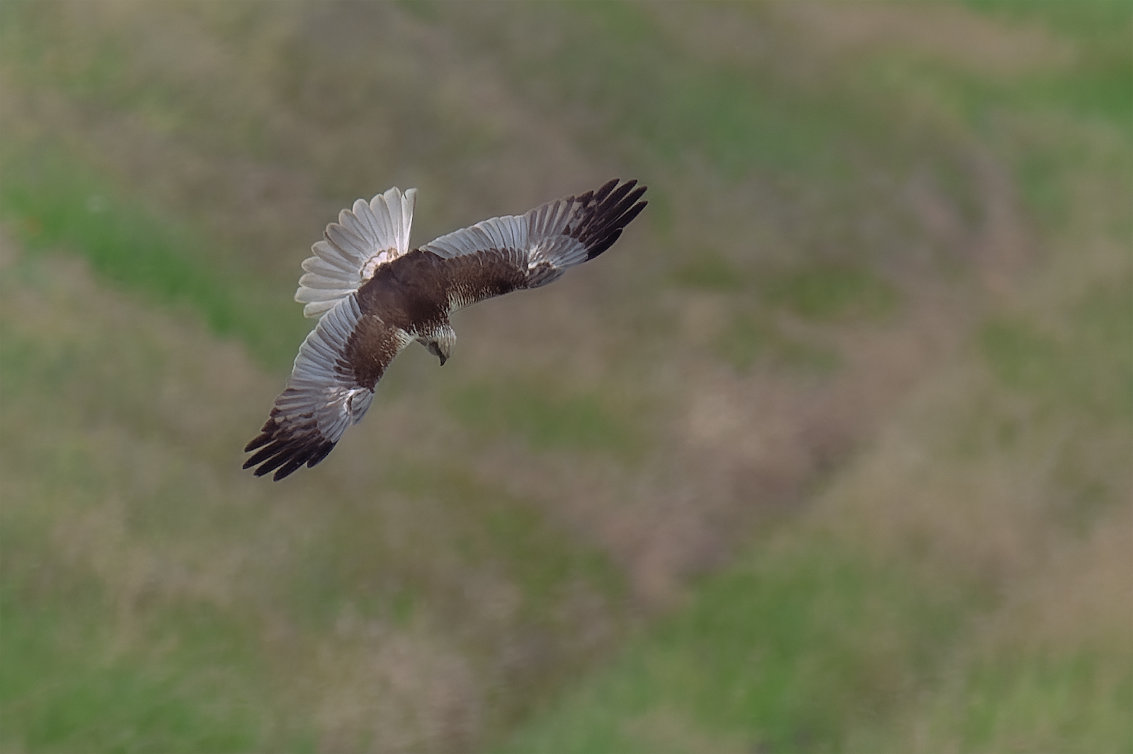 Rohrweihe auf Jagd