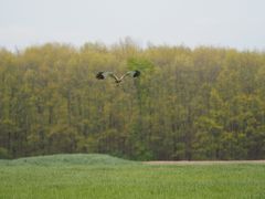 Rohrweihe bei der Jagd (1)