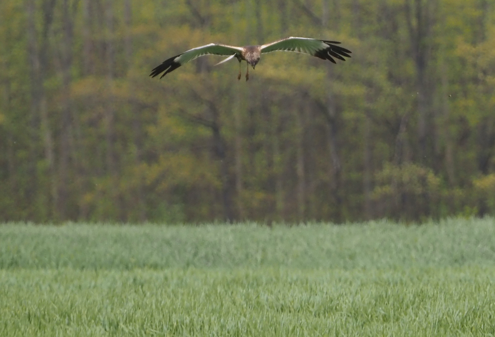 Rohrweihe bei der Jagd