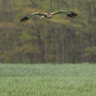 Rohrweihe bei der Jagd