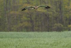 Rohrweihe bei der Jagd