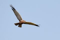 Rohrweihe beim Anflug auf das Nest