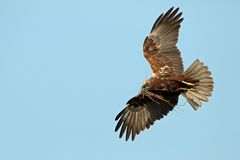 Rohrweihe beim Nestbau