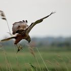 Rohrweihe beim Nestbau