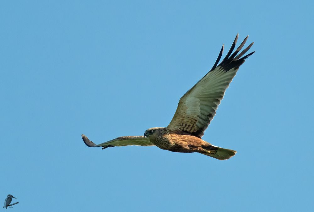 Rohrweihe beim Überflug