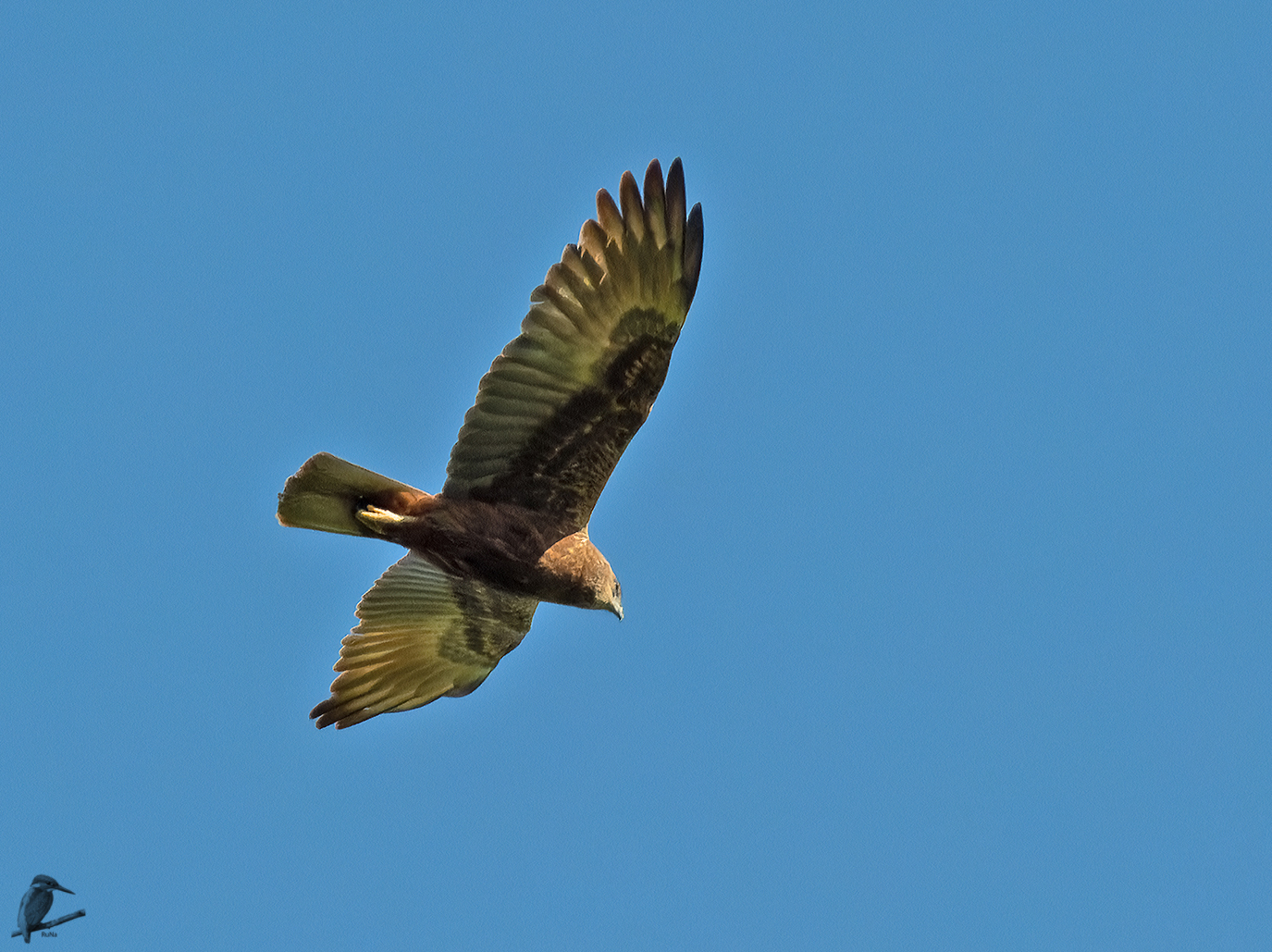 Rohrweihe beim Überflug II