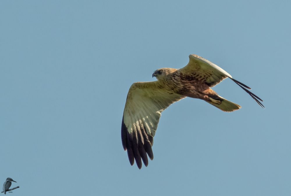 Rohrweihe beim Überflug III