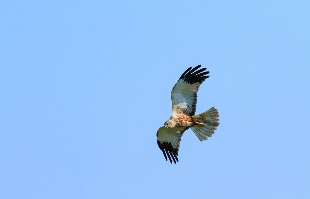 Rohrweihe (Circus aeruginosus)