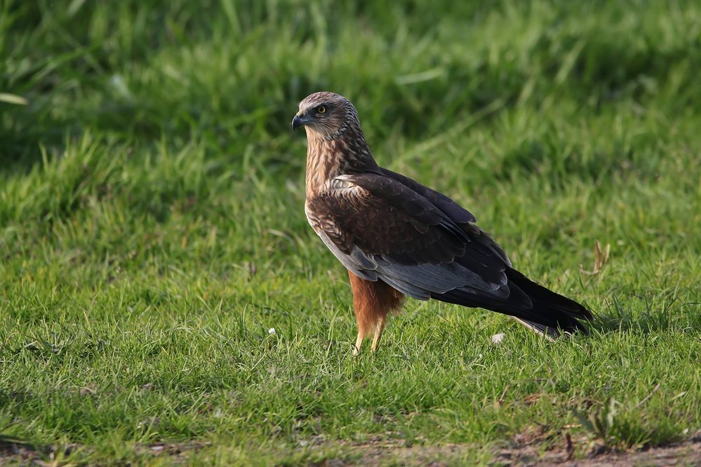 Rohrweihe (Circus aeruginosus)