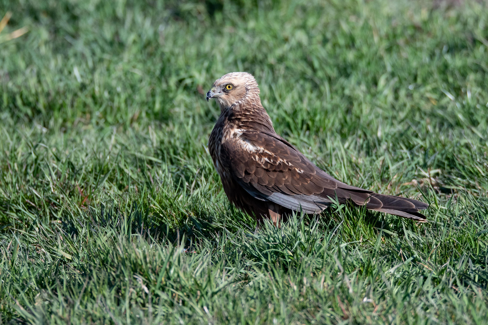 Rohrweihe (Circus aeruginosus)