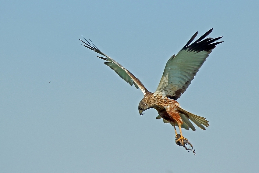 Rohrweihe (Circus aeruginosus)