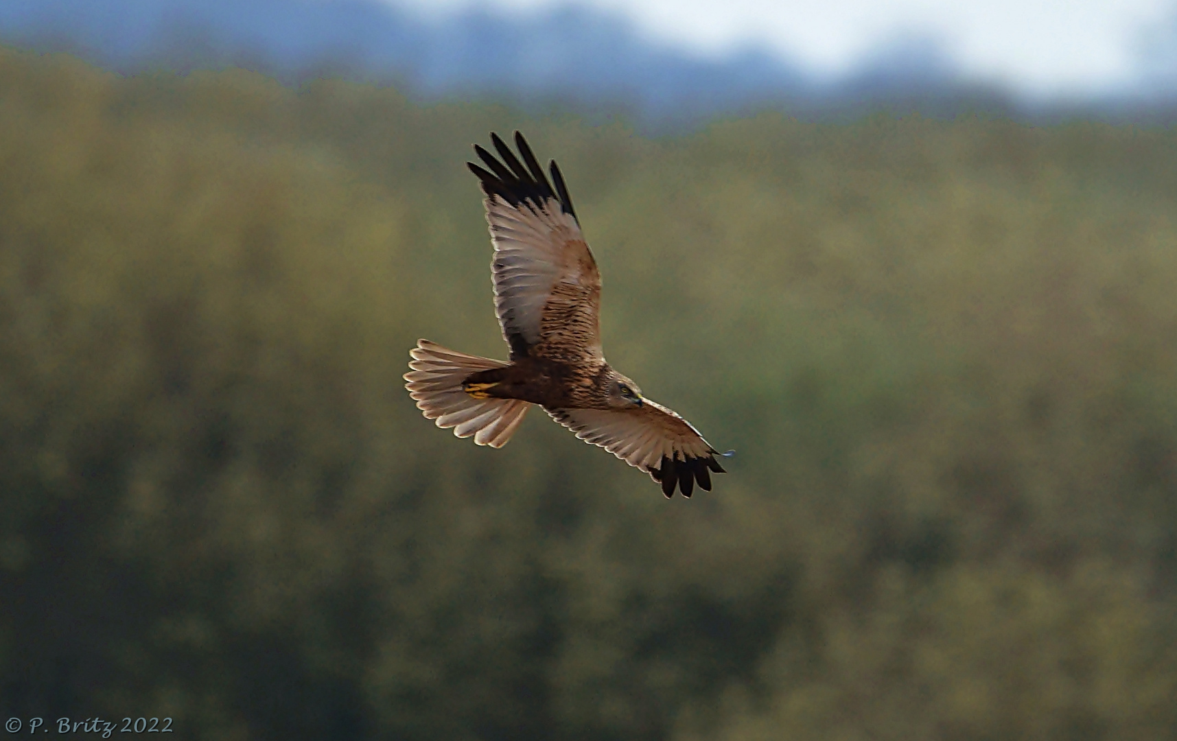 Rohrweihe  (Circus aeruginosus)