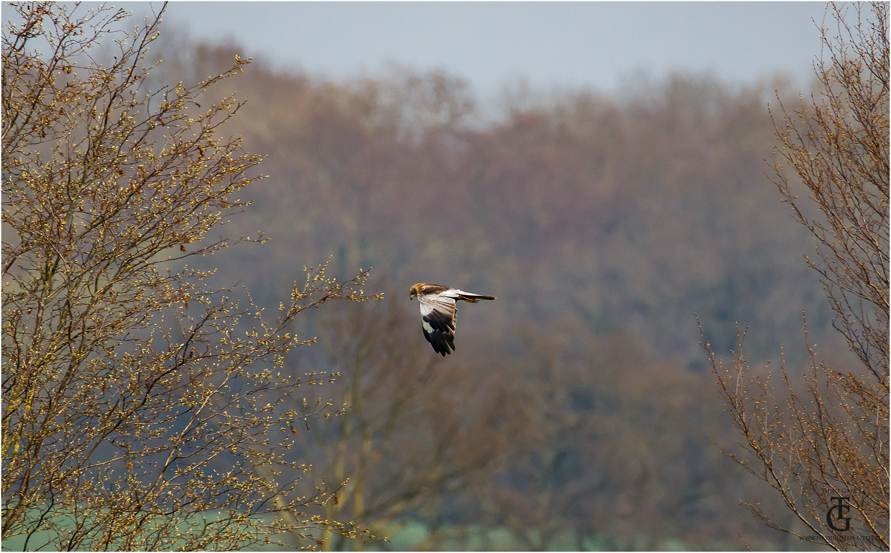 Rohrweihe, (Circus aeruginosus), engl. Marsh Harrier