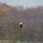 Rohrweihe, (Circus aeruginosus), engl. Marsh Harrier