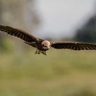 Rohrweihe ( Circus aeruginosus ) im Anflug, weibl.