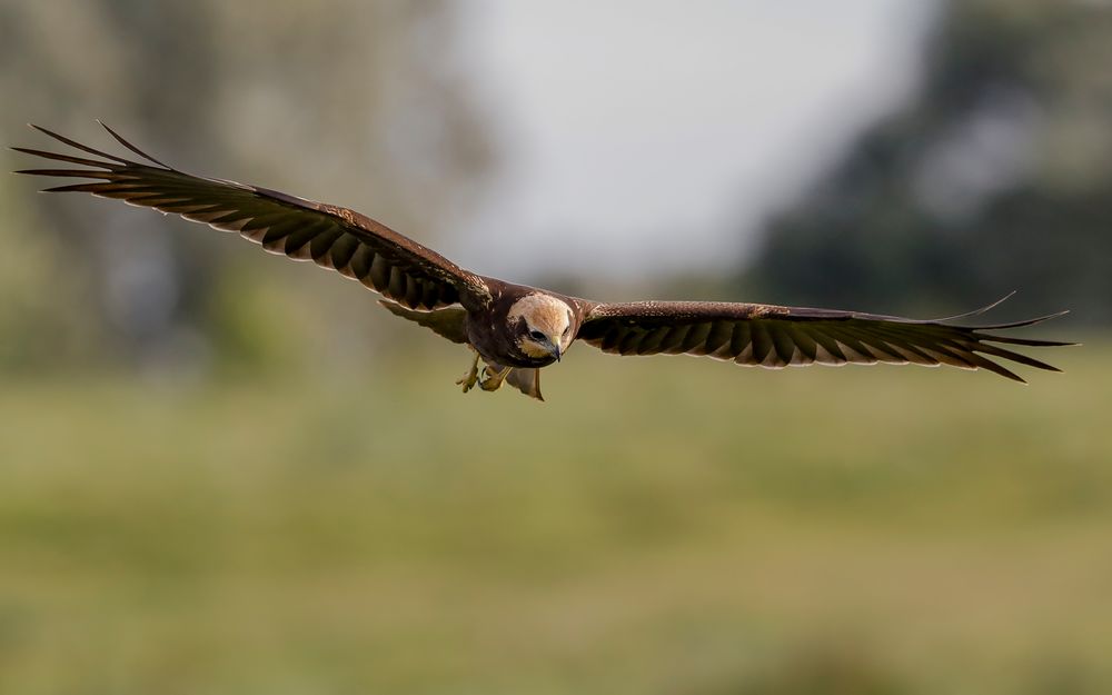 Rohrweihe ( Circus aeruginosus ) im Anflug, weibl.