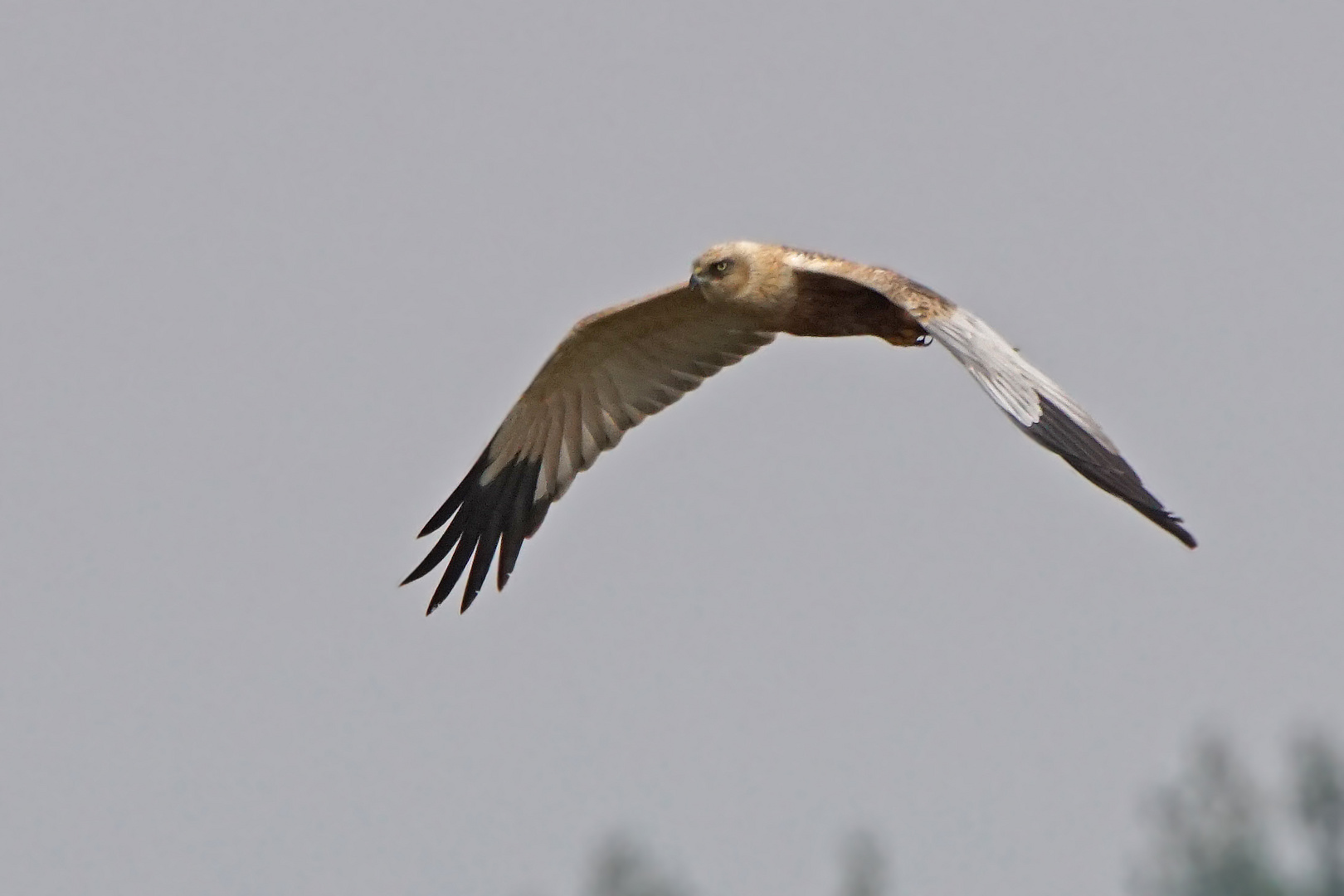 Rohrweihe (Circus aeruginosus), Männchen