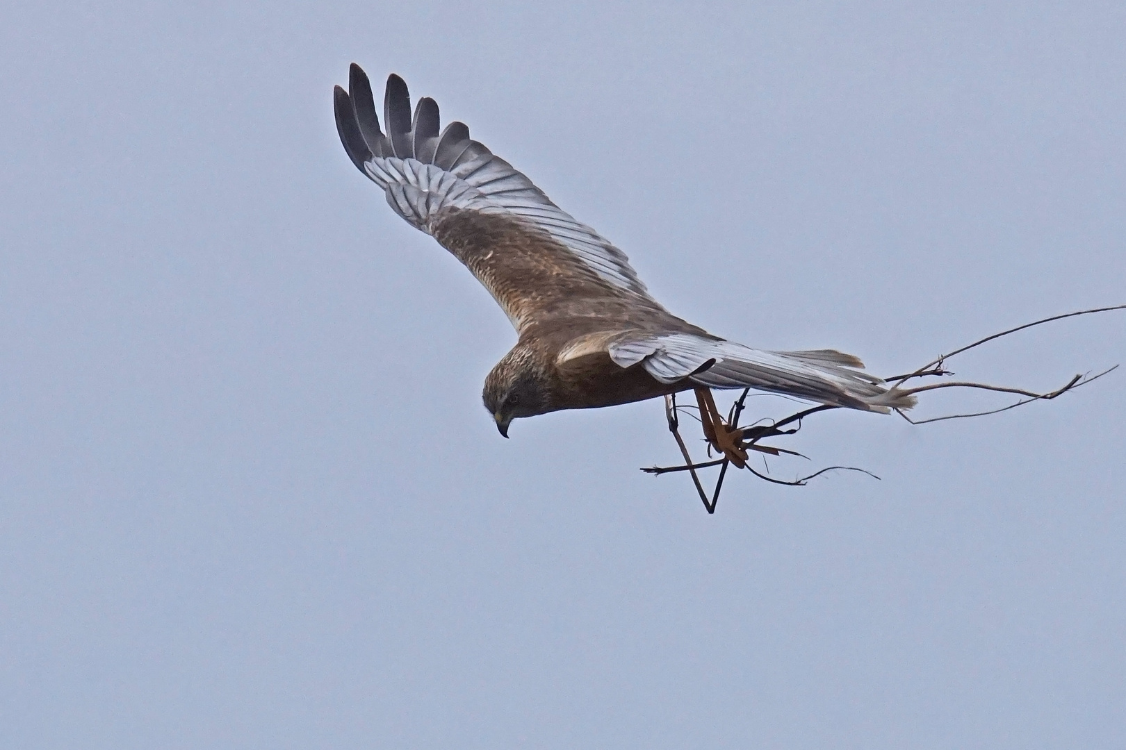 Rohrweihe (Circus aeruginosus), Männchen....