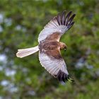 Rohrweihe  (Circus aeruginosus) , Terzel beim Beuteflug