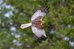 Rohrweihe  (Circus aeruginosus) , Terzel beim Beuteflug