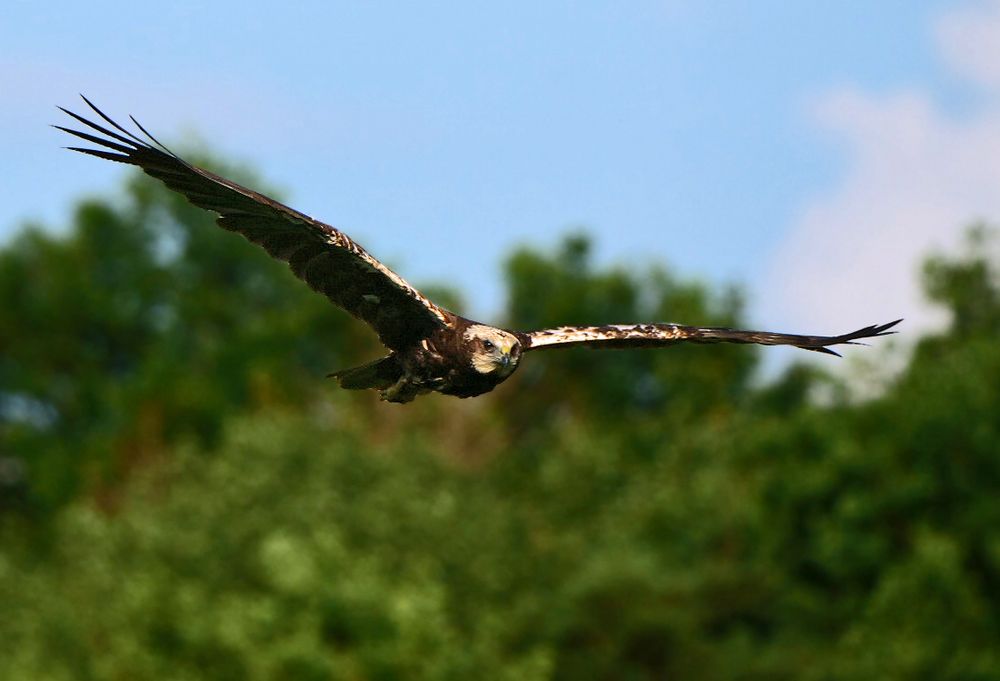 "ROHRWEIHE FLIEGEND"