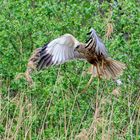 Rohrweihe im Anflug