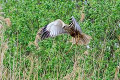 Rohrweihe im Anflug